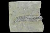 Bargain, Hypselocrinus Crinoid - D Preservation - Indiana #94417-1